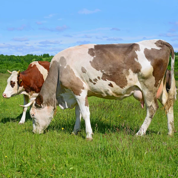 Cows Summer Pasture Royalty Free Stock Images