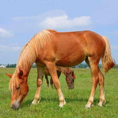 Yaz otlağında atlar