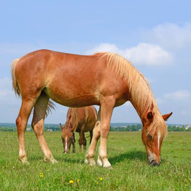 Yaz otlağında atlar