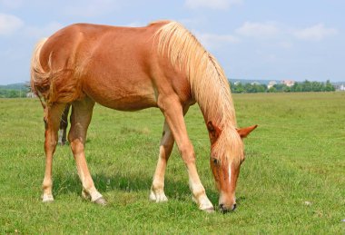 Yaz otlağında bir at