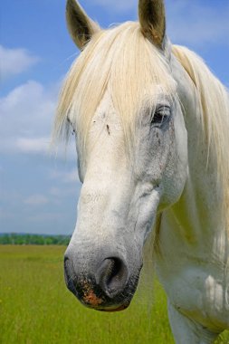 Yaz otlağında bir at