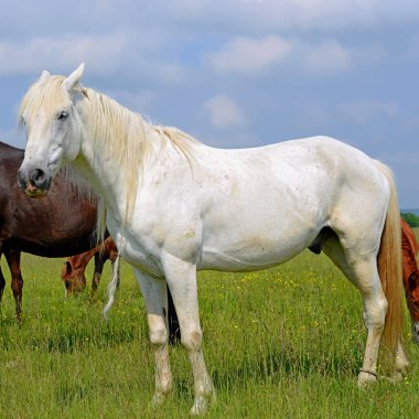 Yaz otlağında atlar
