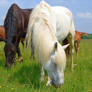 Yaz otlağında atlar