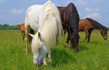 Yaz otlağında atlar