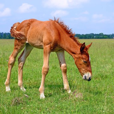 Yaz mera üzerinde tayı