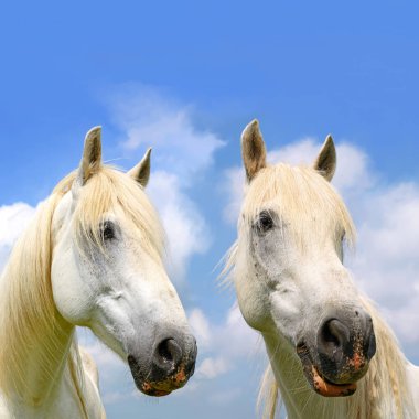 Başını gökyüzüne karşı bir at. 