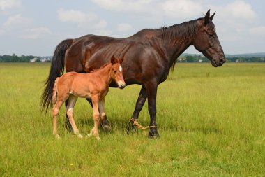 Yaz otlağında bir kısrakla tay