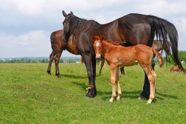 Yaz otlağında bir kısrakla tay