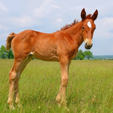 young beautiful foal in a rural countryside