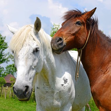 Yaz otlağında atlar
