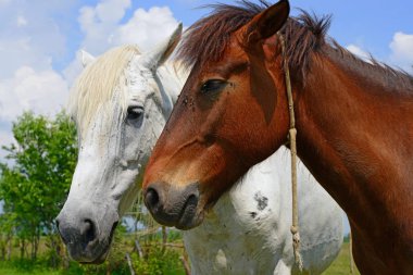 Yaz otlağında atlar