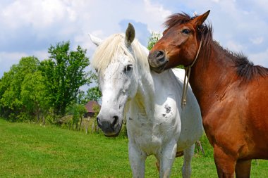Yaz otlağında atlar
