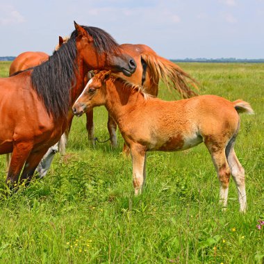 Yaz otlağında bir kısrakla tay