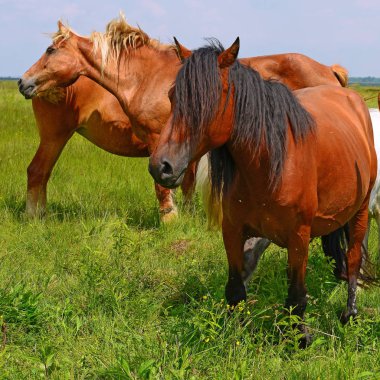 Yaz otlağında atlar