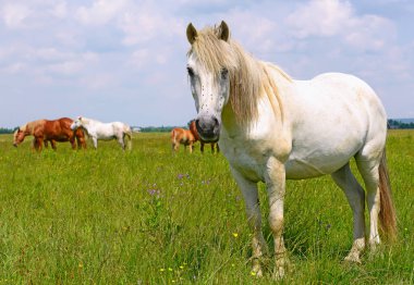 Yaz otlağında atlar