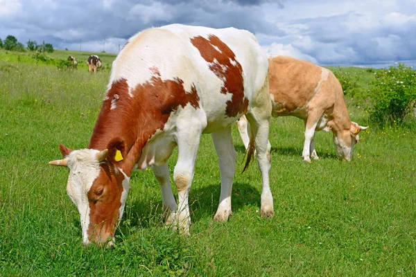 Calf Summer Pasture — Stock Photo, Image