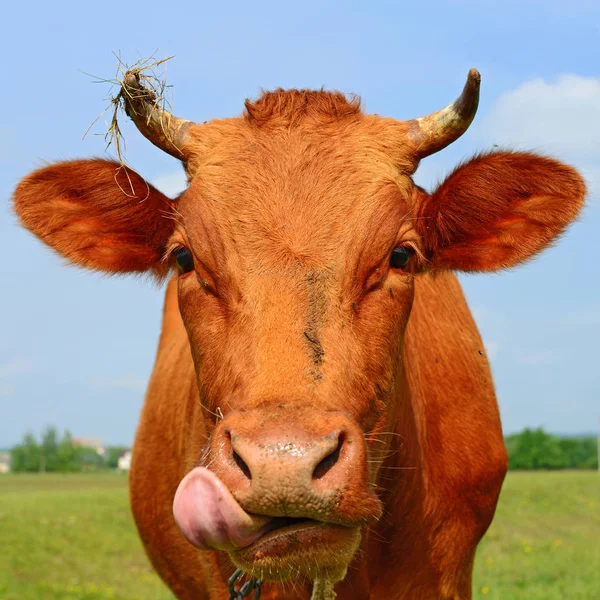Close Cute Cow Meadow — Zdjęcie stockowe