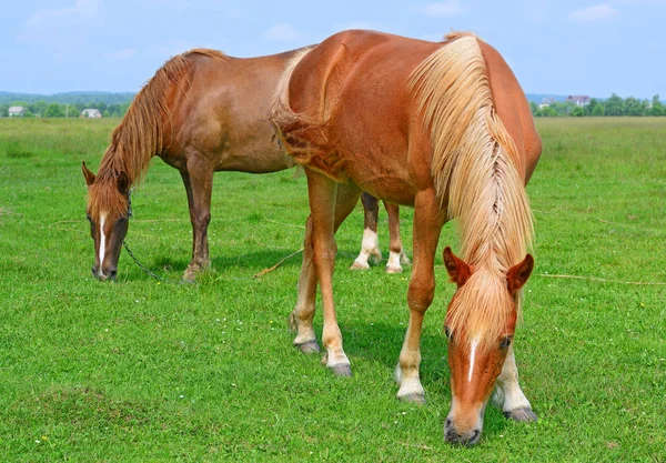 Cavalli Pascolo Estivo — Foto Stock