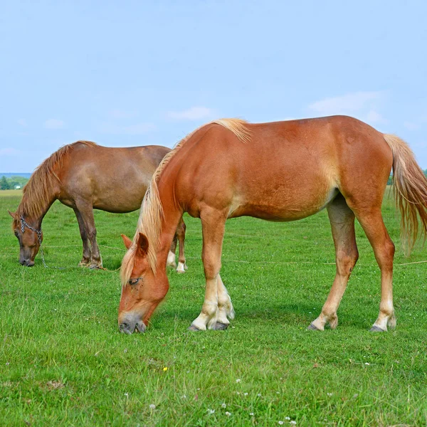 Hästar Sommarbetesmark — Stockfoto