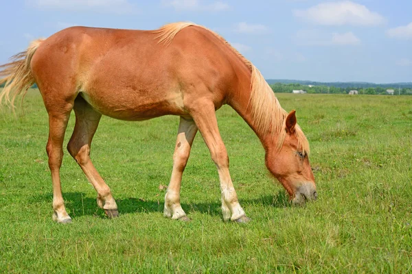 Häst Sommarbetesmark — Stockfoto