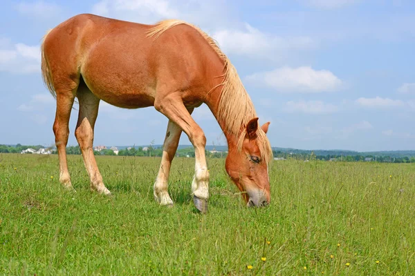 夏の牧草地で馬 — ストック写真