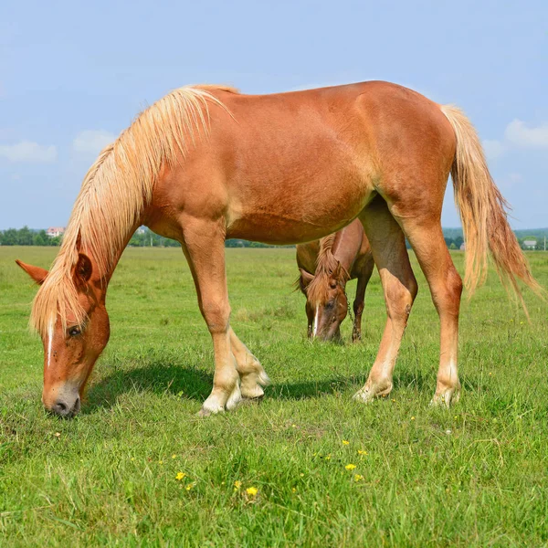 夏の牧草地で馬 — ストック写真