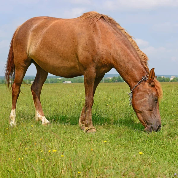 Άλογο Καλοκαιρινό Βοσκότοπο — Φωτογραφία Αρχείου