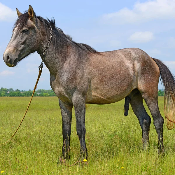 Kůň Letní Pastvině — Stock fotografie