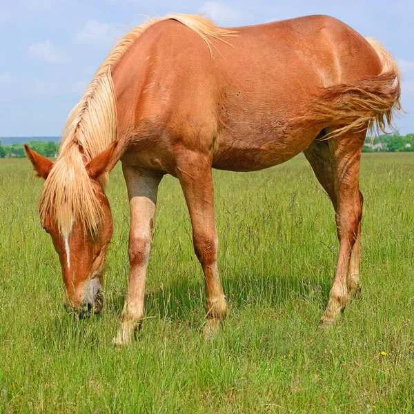 Caballo Pastizal Verano —  Fotos de Stock