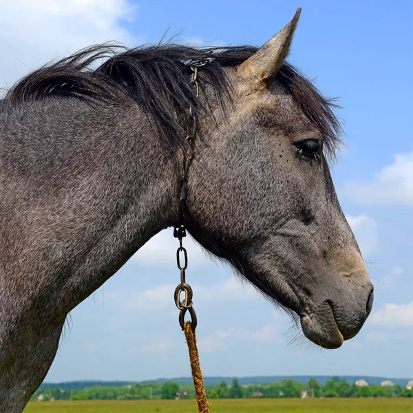 Tête Cheval Contre Ciel — Photo