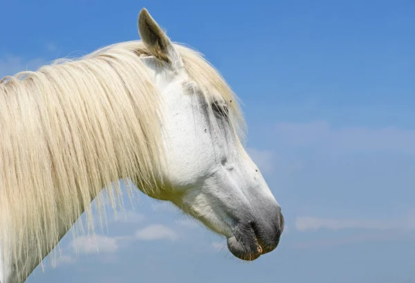 Testa Cavallo Contro Cielo — Foto Stock