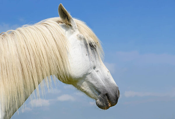 Head of a horse against the sky