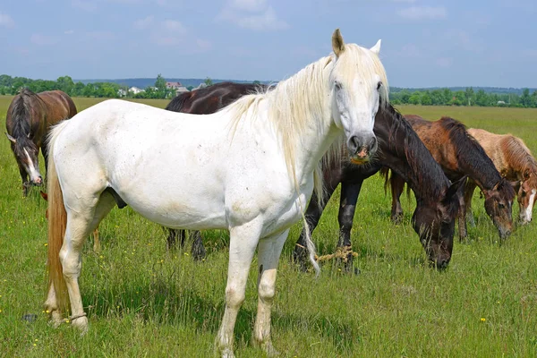 Yaz otlağında atlar