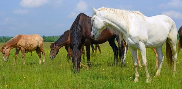 Cavalli Pascolo Estivo — Foto Stock