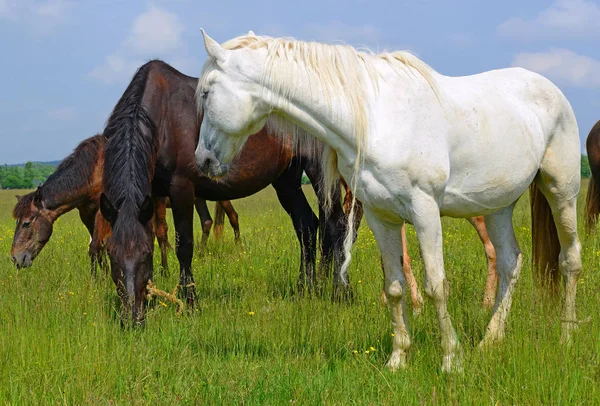 Hästar Sommarbetesmark — Stockfoto