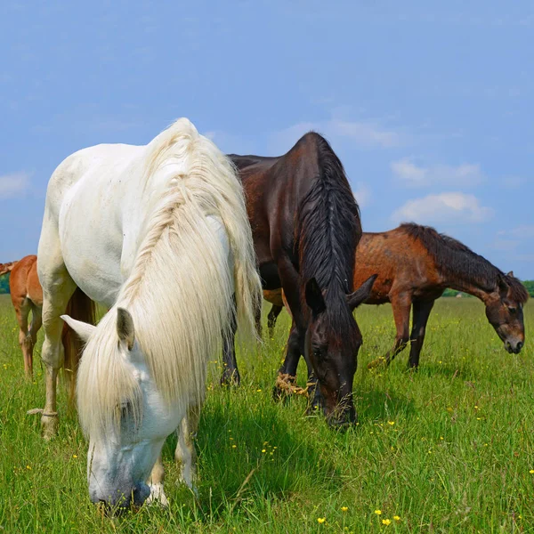 Hästar Sommarbetesmark — Stockfoto