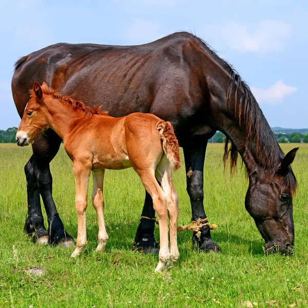 Veulen Met Een Merrie Een Zomerweide — Stockfoto