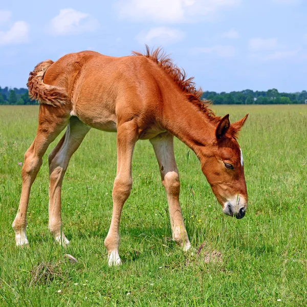 Potro Sobre Pasto Veraniego — Foto de Stock