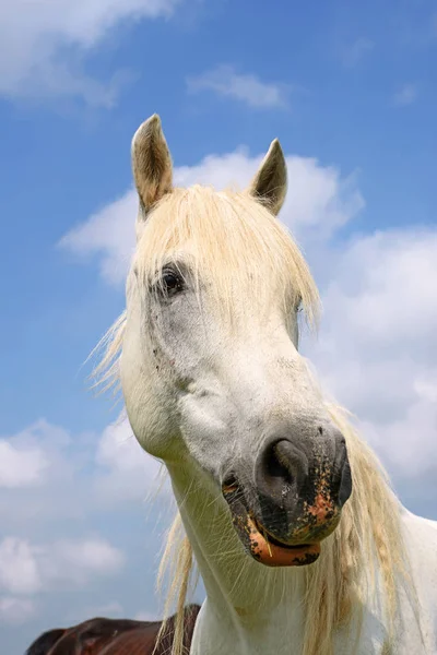 Cabeza Caballo Contra Cielo —  Fotos de Stock