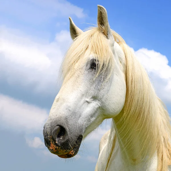 Cabeça Cavalo Contra Céu — Fotografia de Stock