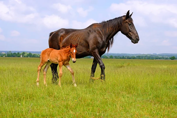 Fohlen Mit Stute Auf Der Sommerweide — Stockfoto