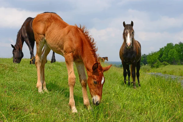 夏の牧草地での雌馬との戦い — ストック写真