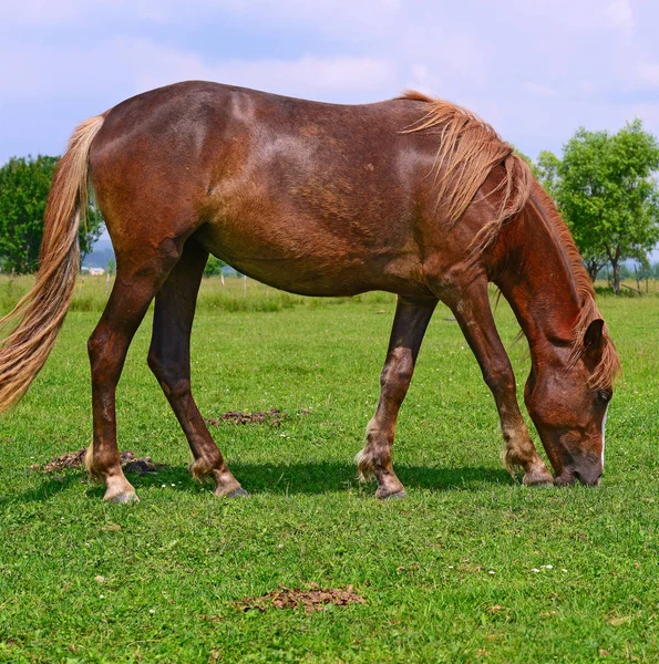 Paard Een Zomerweide — Stockfoto