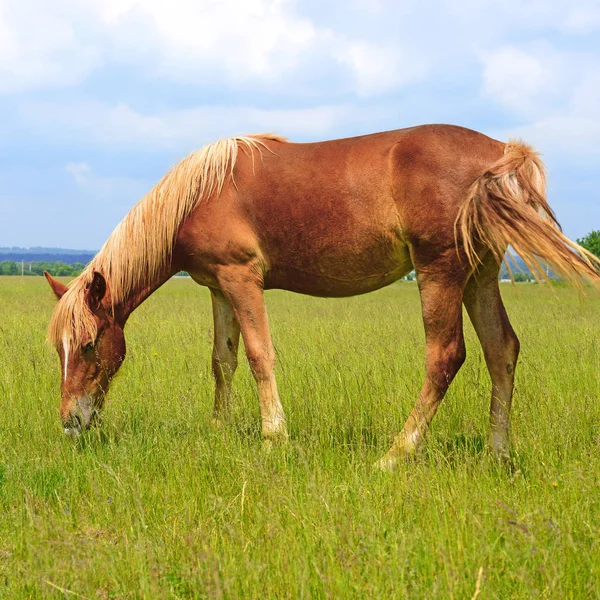 Cheval Sur Pâturage Été — Photo