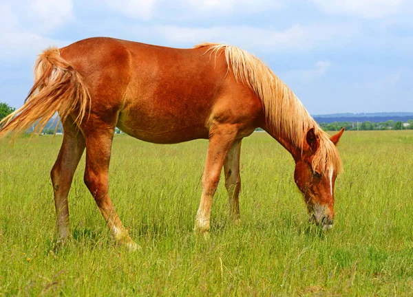 Kůň Letní Pastvině — Stock fotografie
