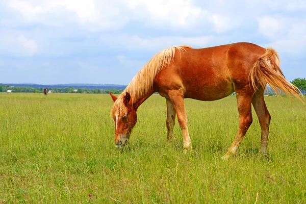 Yaz otlağında bir at