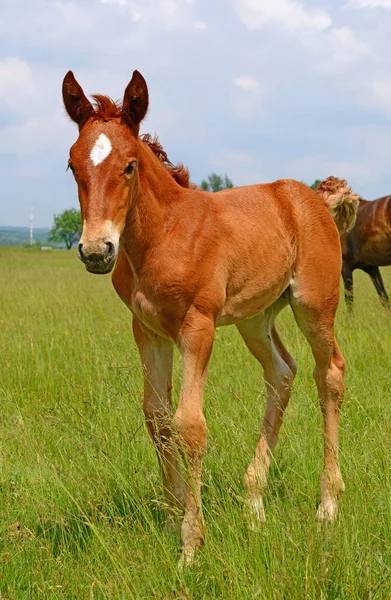 Young Beautiful Foal Rural Countryside — Stockfoto