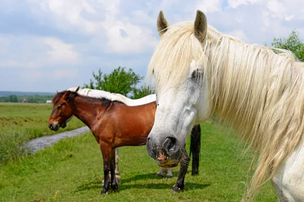 Hästar Sommarbetesmark — Stockfoto