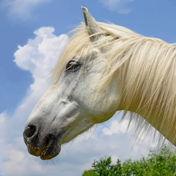 Testa Cavallo Contro Cielo — Foto Stock