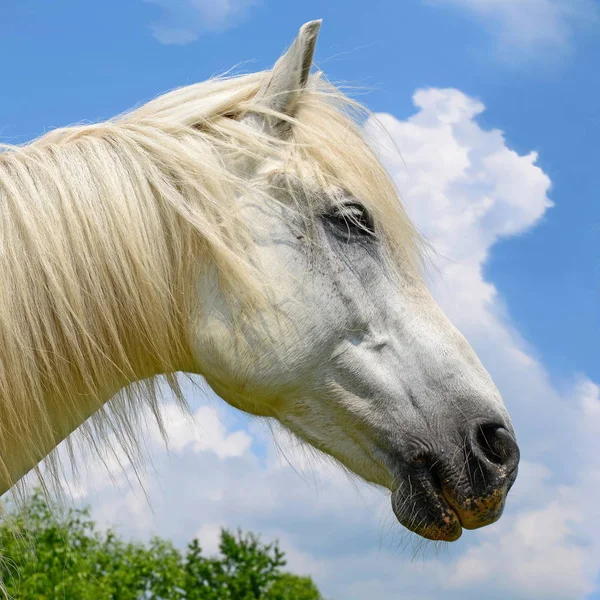 Testa Cavallo Contro Cielo — Foto Stock